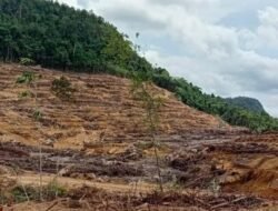 Wilayah Hijau Di Babat dan Ditanami Sawit Oleh PT CUT, Komitmen Perlindungan Lingkungan Diabaikan