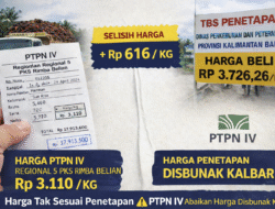 Harga TBS Dipangkas? Selisih Rp600/Kg di PKS Rimba Belian, Siapa Bermain?