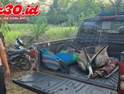Polisi Gerebek Arena Judi Sabung Ayam di Jati Agung, Penjudi Kabur Tinggalkan 9 Motor